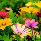 July and August 2024 Professional Learning Opportunities